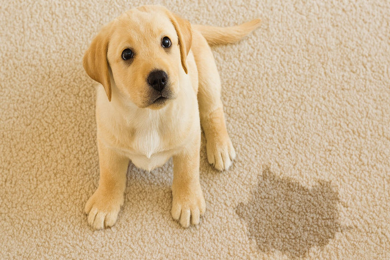 How to clean and deodorise pet accident spots